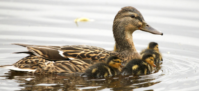 Wilde eend met jongen