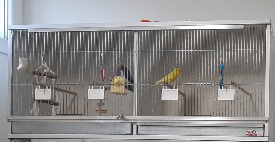 tamme-vogels-01