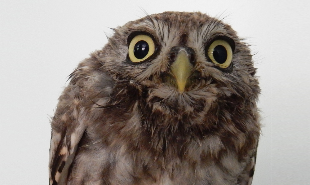 vacature-bestuurslid-Steenuil